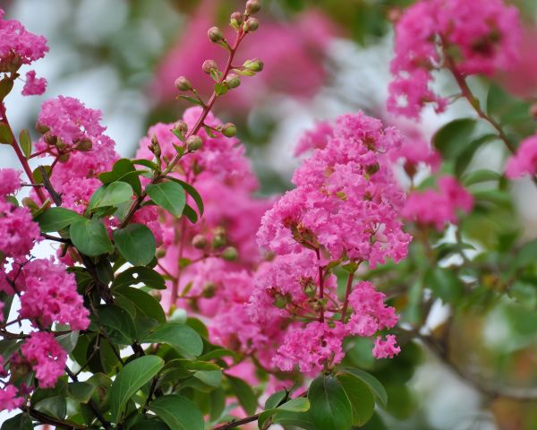 Crepe Myrtle Removal in San Mateo