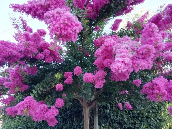 Crape Myrtle Pruning in San Mateo