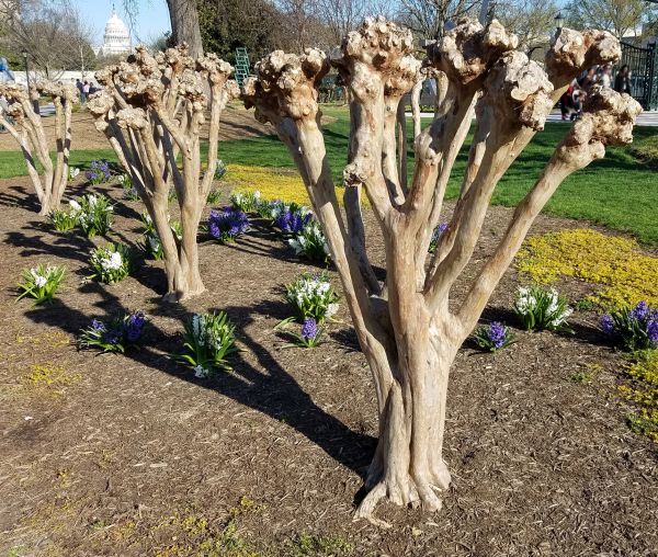 Myrtle Tree Removal in San Mateo