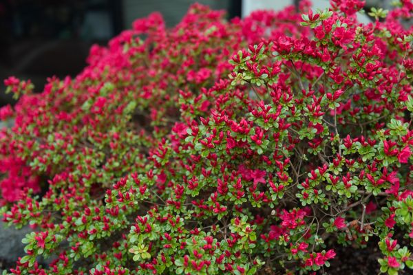 Weigela Removal Service in San Mateo
