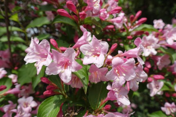 Weigela Pruning Service in San Mateo
