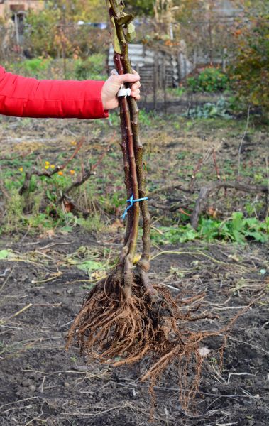 Shrub Root Removal in San Mateo