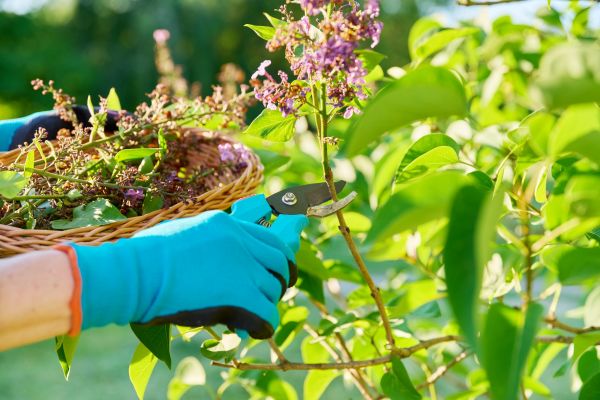 Lilac Trimming Service in San Mateo