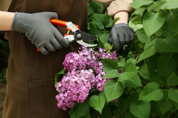 Lilac Pruning Service in San Mateo