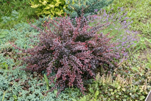 Japanese Barberry Removal in San Mateo