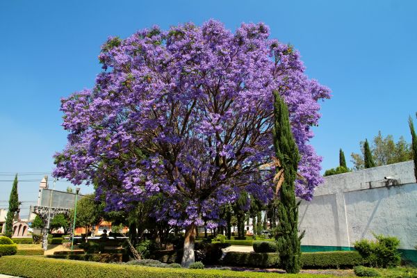 Jacaranda Pruning in San Mateo