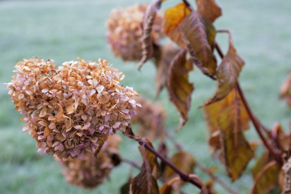 Hydrangea Removal in San Mateo