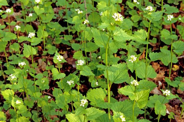 Garlic Mustard Removal in San Mateo