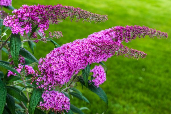 Butterfly Bush Removal in San Mateo
