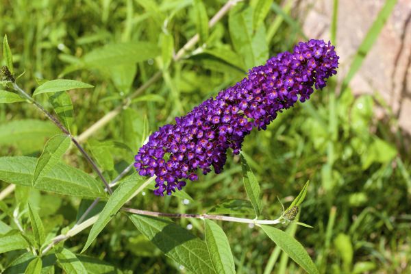 Butterfly Bush Pruning in San Mateo