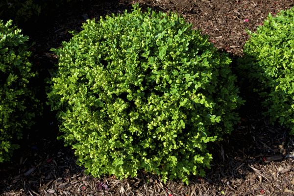 Boxwood Removal in San Mateo