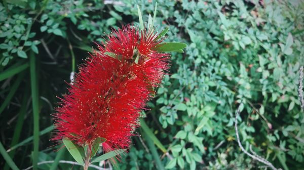 Bottlebrush Pruning in San Mateo
