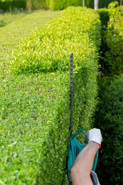 Hedge Trimming in San Mateo