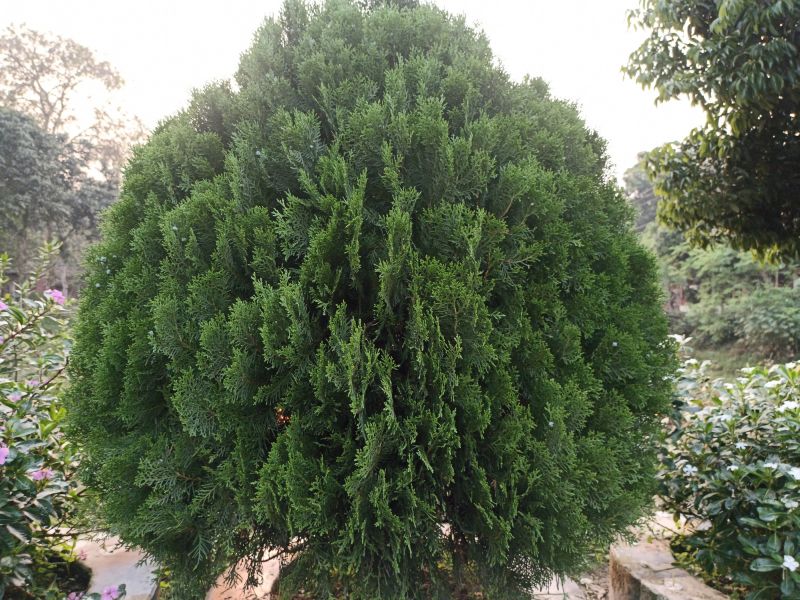 Arborvitae Pruning